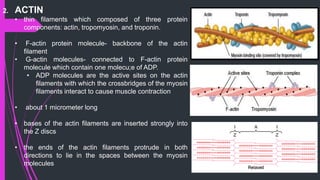 2. ACTIN
• thin filaments which composed of three protein
components: actin, tropomyosin, and troponin.
• F-actin protein molecule- backbone of the actin
ﬁlament
• G-actin molecules- connected to F-actin protein
molecule which contain one molecu;e of ADP.
• ADP molecules are the active sites on the actin
ﬁlaments with which the crossbridges of the myosin
ﬁlaments interact to cause muscle contraction
• about 1 micrometer long
• bases of the actin ﬁlaments are inserted strongly into
the Z discs
• the ends of the actin ﬁlaments protrude in both
directions to lie in the spaces between the myosin
molecules
 