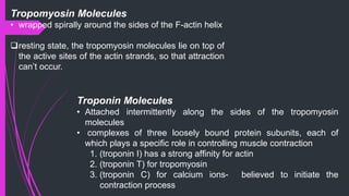 Tropomyosin Molecules
• wrapped spirally around the sides of the F-actin helix
resting state, the tropomyosin molecules lie on top of
the active sites of the actin strands, so that attraction
can’t occur.
Troponin Molecules
• Attached intermittently along the sides of the tropomyosin
molecules
• complexes of three loosely bound protein subunits, each of
which plays a speciﬁc role in controlling muscle contraction
1. (troponin I) has a strong afﬁnity for actin
2. (troponin T) for tropomyosin
3. (troponin C) for calcium ions- believed to initiate the
contraction process
 