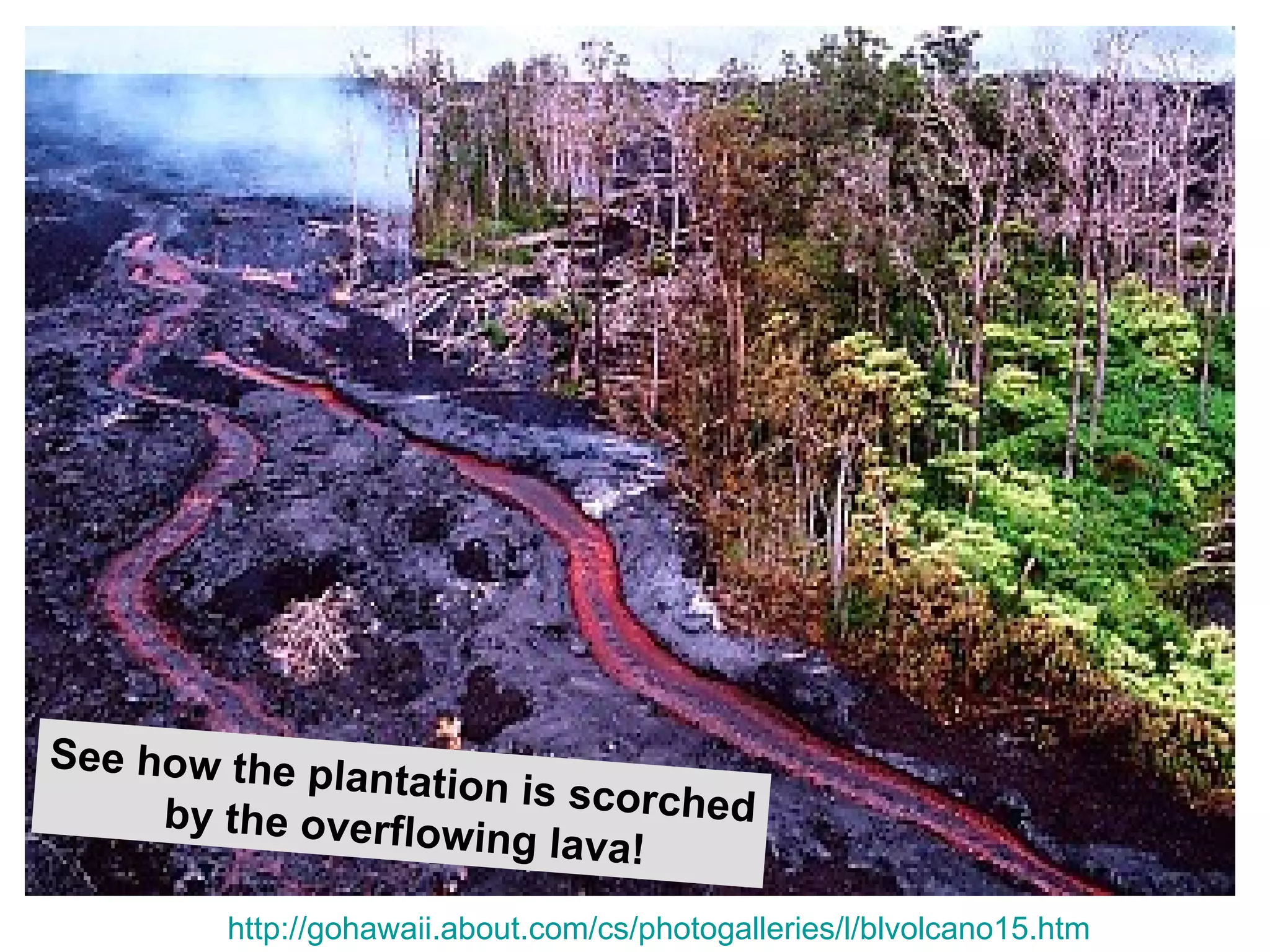 See how the p
              lantation is sc
     by the overflo          orched
                    wing lava!

        http://gohawaii.about.com/cs/photogalleries/l/blvolcano15.htm
 