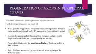 3 Nerve injury, degeneration Regeneration-.pptx