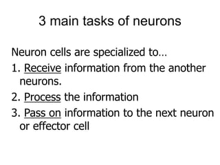 Neuron cells are specialized to…
1. Receive information from the another
neurons.
2. Process the information
3. Pass on information to the next neuron
or effector cell
3 main tasks of neurons
 