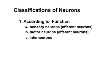 Classifications of Neurons
1. According to Function
a. sensory neurons (afferent neurons)
b. motor neurons (efferent neurons)
c. interneurons
 