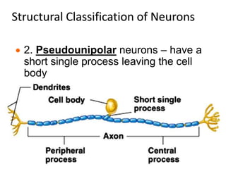 Structural Classification of Neurons
 2. Pseudounipolar neurons – have a
short single process leaving the cell
body
 