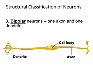 Structural Classification of Neurons
3. Bipolar neurons – one axon and one
dendrite
 