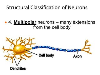 Structural Classification of Neurons
 4. Multipolar neurons – many extensions
from the cell body
 
