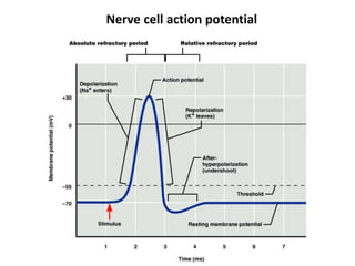 Nerve cell action potential
 