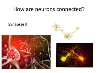 How are neurons connected?
Synapses!!
 