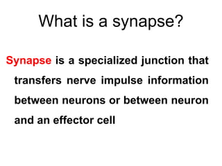 What is a synapse?
Synapse is a specialized junction that
transfers nerve impulse information
between neurons or between neuron
and an effector cell
 