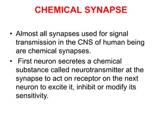CHEMICAL SYNAPSE
• Almost all synapses used for signal
transmission in the CNS of human being
are chemical synapses.
• First neuron secretes a chemical
substance called neurotransmitter at the
synapse to act on receptor on the next
neuron to excite it, inhibit or modify its
sensitivity.
 