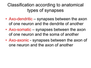 Classification according to anatomical
types of synapses
• Axo-dendritic – synapses between the axon
of one neuron and the dendrite of another
• Axo-somatic – synapses between the axon
of one neuron and the soma of another
• Axo-axonic - synapses between the axon of
one neuron and the axon of another
 
