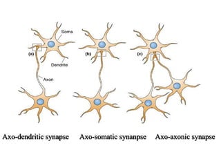 Axo-dendritic synapse Axo-somatic synanpse Axo-axonic synapse
 