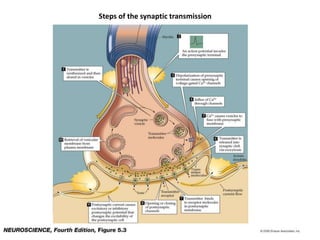 Steps of the synaptic transmission
 