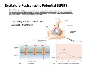 Excitatory Postsynaptic Potential (EPSP)
Excitatory Neurotransmitters:
ACh and glutamate
 