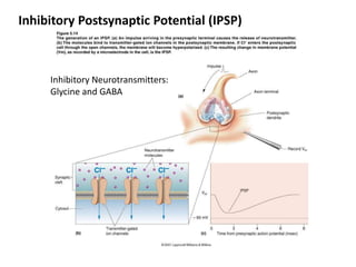 Inhibitory Postsynaptic Potential (IPSP)
Inhibitory Neurotransmitters:
Glycine and GABA
 