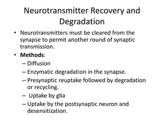 Neurotransmitter Recovery and
Degradation
• Neurotransmitters must be cleared from the
synapse to permit another round of synaptic
transmission.
• Methods:
– Diffusion
– Enzymatic degradation in the synapse.
– Presynaptic reuptake followed by degradation
or recycling.
– Uptake by glia
– Uptake by the postsynaptic neuron and
desensitization.
 