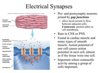 Electrical Synapses
• Pre- and postsynaptic neurons
joined by gap junctions
– allow local current to flow
between adjacent cells.
Connexons: protein tubes in
cell membrane.
• Rare in CNS or PNS
• Found in cardiac muscle and
many types of smooth
muscle. Action potential of
one cell causes action
potential in next cell, almost
as if the tissue were one cell.
• Important where contractile
activity among a group of
cells important.
 