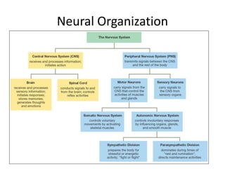 Neural Organization
 
