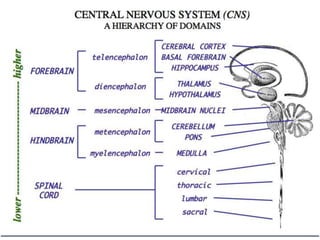 Central Nervous System
• Consists of brain and spine
• Functions:
– Receives sensory signals and determines
appropriate response
– Stores memory
– Carries out thought
 