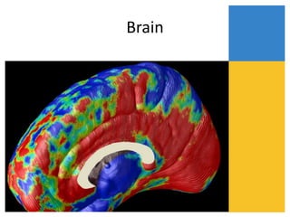 Brain
 
