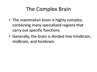 The Complex Brain
• The mammalian brain is highly complex,
containing many specialized regions that
carry out specific functions.
• Generally, the brain is divided into hindbrain,
midbrain, and forebrain.
 