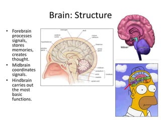 Brain: Structure
• Forebrain
processes
signals,
stores
memories,
creates
thought.
• Midbrain
coordinates
signals.
• Hindbrain
carries out
the most
basic
functions.
 