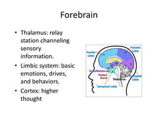 Forebrain
• Thalamus: relay
station channeling
sensory
information.
• Limbic system: basic
emotions, drives,
and behaviors.
• Cortex: higher
thought
 