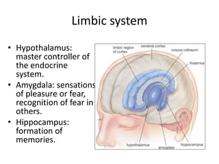 Limbic system
• Hypothalamus:
master controller of
the endocrine
system.
• Amygdala: sensations
of pleasure or fear,
recognition of fear in
others.
• Hippocampus:
formation of
memories.
 