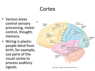 Cortex
• Various areas
control sensory
processing, motor
control, thought,
memory.
• Wiring is plastic:
people blind from
birth, for example,
use parts of the
visual cortex to
process auditory
signals.
 