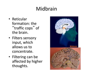 Midbrain
• Reticular
formation: the
“traffic cops” of
the brain.
• Filters sensory
input, which
allows us to
concentrate.
• Filtering can be
affected by higher
thoughts.
 