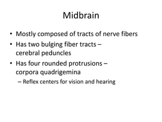 Midbrain
• Mostly composed of tracts of nerve fibers
• Has two bulging fiber tracts –
cerebral peduncles
• Has four rounded protrusions –
corpora quadrigemina
– Reflex centers for vision and hearing
 