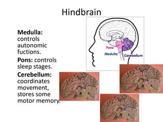 Hindbrain
Medulla:
controls
autonomic
fuctions.
Pons: controls
sleep stages.
Cerebellum:
coordinates
movement,
stores some
motor memory.
 