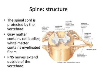 Spine: structure
• The spinal cord is
protected by the
vertebrae.
• Gray matter
contains cell bodies;
white matter
contains myelinated
fibers.
• PNS nerves extend
outside of the
vertebrae.
 