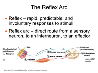 The Reflex Arc
Copyright © 2003 Pearson Education, Inc. publishing as Benjamin Cummings
 Reflex – rapid, predictable, and
involuntary responses to stimuli
 Reflex arc – direct route from a sensory
neuron, to an interneuron, to an effector
 