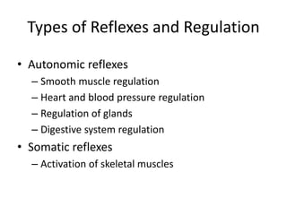 Types of Reflexes and Regulation
• Autonomic reflexes
– Smooth muscle regulation
– Heart and blood pressure regulation
– Regulation of glands
– Digestive system regulation
• Somatic reflexes
– Activation of skeletal muscles
 