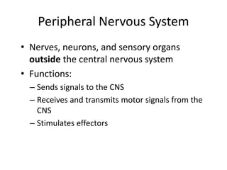 Peripheral Nervous System
• Nerves, neurons, and sensory organs
outside the central nervous system
• Functions:
– Sends signals to the CNS
– Receives and transmits motor signals from the
CNS
– Stimulates effectors
 