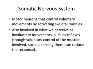 Somatic Nervous System
• Motor neurons that control voluntary
movements by activating skeletal muscles.
• Also involved in what we perceive as
involuntary movements, such as reflexes
(though voluntary control of the muscles
involved, such as tensing them, can reduce
the response).
 