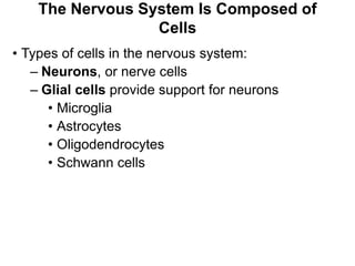 The Nervous System Is Composed of
Cells
• Types of cells in the nervous system:
– Neurons, or nerve cells
– Glial cells provide support for neurons
• Microglia
• Astrocytes
• Oligodendrocytes
• Schwann cells
 