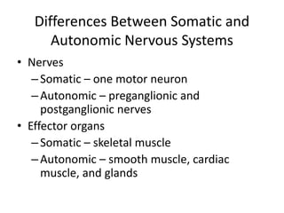 Differences Between Somatic and
Autonomic Nervous Systems
• Nerves
–Somatic – one motor neuron
–Autonomic – preganglionic and
postganglionic nerves
• Effector organs
–Somatic – skeletal muscle
–Autonomic – smooth muscle, cardiac
muscle, and glands
 