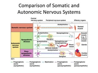 Comparison of Somatic and
Autonomic Nervous Systems
 