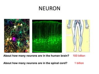 NEURON
About how many neurons are in the human brain? 100 billion
1 billionAbout how many neurons are in the spinal cord?
 
