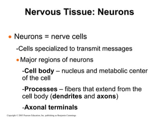 Nervous Tissue: Neurons
Copyright © 2003 Pearson Education, Inc. publishing as Benjamin Cummings
 Neurons = nerve cells
-Cells specialized to transmit messages
Major regions of neurons
-Cell body – nucleus and metabolic center
of the cell
-Processes – fibers that extend from the
cell body (dendrites and axons)
-Axonal terminals
 