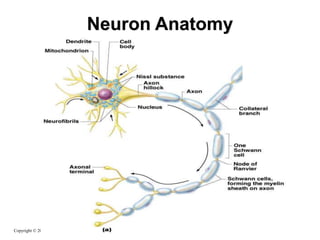 Neuron Anatomy
Copyright © 2003 Pearson Education, Inc. publishing as Benjamin Cummings
 