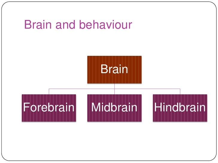 human mind n behaviour The human brain is the central organ of the human nervous system this has enabled the linking of brain activity to behaviour, and the creation of neuronal maps. human mind n behaviour The human brain is the central organ of the human nervous system this has enabled the linking of brain activity to behaviour, and the creation of neuronal maps.