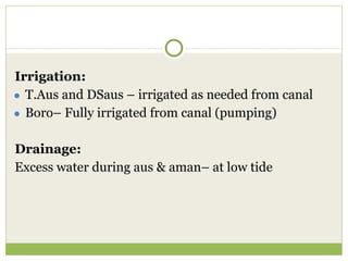 Triple rice in a year: Is it feasible for low salinity areas of the coastal zone of Bangladesh?
