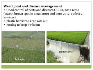 Weed, pest and disease management 
• Good control of pests and diseases (BRRI, 2012 recs) 
(except brown spot in aman 2013...