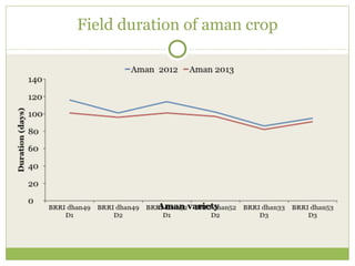 Field duration of aman crop 
 