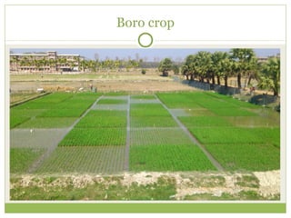 Triple rice in a year: Is it feasible for low salinity areas of the coastal zone of Bangladesh?