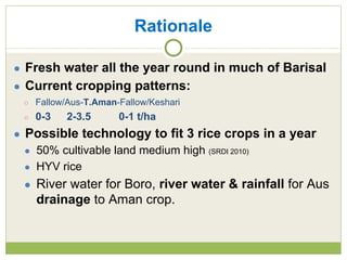 Triple rice in a year: Is it feasible for low salinity areas of the coastal zone of Bangladesh?