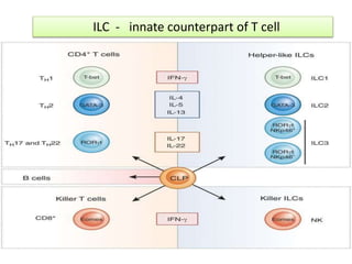 ILC - innate counterpart of T cell
 