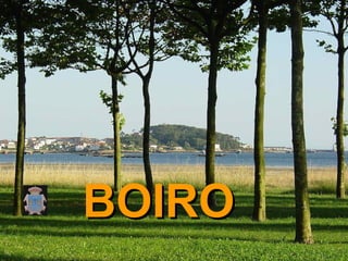BOIRO
 